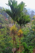 SRI LANKA, Pussellawa, Arica Nut (Betel Nut) tree, SLK4168JPL