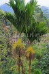 SRI LANKA, Pussellawa, Arica Nut (Betel Nut) tree, SLK4169JPL