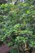 SRI LANKA, Pussellawa, Bred Fruit tree and fruit, SLK4211JPL