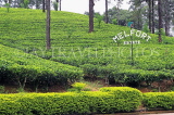 SRI LANKA, Pussellawa, Melfort tea estate (plantation), SLK4172JPL