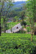 SRI LANKA, Pussellawa, Nuwara Eliya Road running through tea plantations, SLK4215JPL