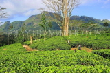 SRI LANKA, Pussellawa, Rothschild Tea Plantation (estate), SLK4275JPL