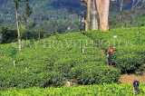 SRI LANKA, Pussellawa, Rothschild Tea Plantation (estate), SLK4276JPL