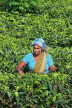 SRI LANKA, Pussellawa, Rothschild Tea Plantation (estate), and worker (tea plucker), SLK4279JPL