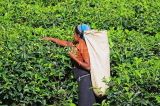 SRI LANKA, Pussellawa, Rothschild Tea Plantation (estate), and worker (tea plucker), SLK4283JPL