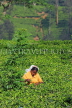 SRI LANKA, Pussellawa, Rothschild Tea Plantation (estate), and worker (tea plucker), SLK4284JPL