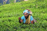 SRI LANKA, Pussellawa, Rothschild Tea Plantation (estate), and worker (tea plucker), SLK4290PL
