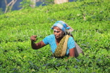 SRI LANKA, Pussellawa, Rothschild Tea Plantation (estate), and worker (tea plucker), SLK4291PL