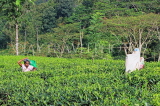 SRI LANKA, Pussellawa, Rothschild Tea Plantation (estate), and worker (tea plucker), SLK4292PL