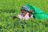 SRI LANKA, Pussellawa, Rothschild Tea Plantation (estate), and worker (tea plucker), SLK4293JPL