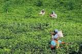 SRI LANKA, Pussellawa, Rothschild Tea Plantation (estate), and workers (tea pluckers), SLK4277JPL