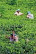 SRI LANKA, Pussellawa, Rothschild Tea Plantation (estate), and workers (tea pluckers), SLK4278JPL