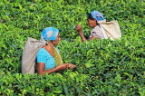 SRI LANKA, Pussellawa, Rothschild Tea Plantation (estate), and workers (tea pluckers), SLK4280JPL