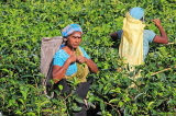 SRI LANKA, Pussellawa, Rothschild Tea Plantation (estate), and workers (tea pluckers), SLK4282JPL