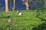 SRI LANKA, Pussellawa, Rothschild Tea Plantation (estate), and workers (tea pluckers), SLK4287JPL
