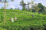 SRI LANKA, Pussellawa, Rothschild Tea Plantation (estate), and workers (tea pluckers), SLK4288JPL