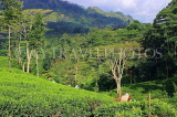 SRI LANKA, Pussellawa, Rothschild Tea Plantation (estate), and workers (tea pluckers), SLK4294JPL
