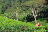 SRI LANKA, Pussellawa, Rothschild Tea Plantation (estate), and workers (tea pluckers), SLK4295JPL