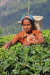 SRI LANKA, Pussellawa, Rothschild Tea Plantation (estate), tea plucker (worker), SLK4242JPL
