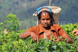 SRI LANKA, Pussellawa, Rothschild Tea Plantation (estate), tea plucker (worker), SLK4243JPL
