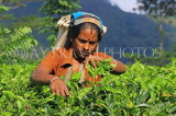 SRI LANKA, Pussellawa, Rothschild Tea Plantation (estate), tea plucker (worker), SLK4246JPL