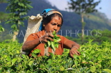 SRI LANKA, Pussellawa, Rothschild Tea Plantation (estate), tea plucker (worker), SLK4247JPL