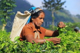 SRI LANKA, Pussellawa, Rothschild Tea Plantation (estate), tea plucker (worker), SLK4248JPL