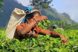 SRI LANKA, Pussellawa, Rothschild Tea Plantation (estate), tea plucker (worker), SLK4249JPL