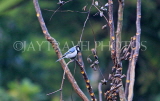 SRI LANKA, Pussellawa, birdlife, Great Tit, SLK4226JPL 3000