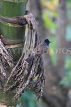 SRI LANKA, Pussellawa, birdlife, Red-Vented Bulbul, SLK4225JPL