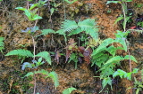 SRI LANKA, Pussellawa, ferns growing by roadside, SLK4232JPL