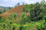 SRI LANKA, Pussellawa, hillside being cultivatited for farming, SLK4176JPL
