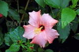 SRI LANKA, Pussellawa, pink Hibiscus flower, SLK4494JPL