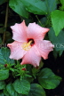 SRI LANKA, Pussellawa, pink Hibiscus flower, SLK4495JPL