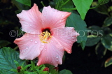 SRI LANKA, Pussellawa, pink Hibiscus flower, SLK4496JPL