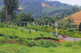 SRI LANKA, Pussellawa, tea plantation (estate), SLK4179JPL