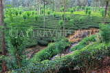 SRI LANKA, Pussellawa, tea plantation (estate), SLK4218JPL