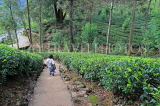 SRI LANKA, Pussellawa, tea plantation (estate), SLK4219JPL