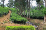 SRI LANKA, Pussellawa, tea plantation (estate), SLK4237JPL