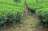 SRI LANKA, Pussellawa, tea plantation (estate), tea bushes, SLK4204JPL