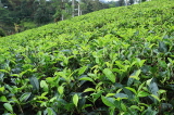SRI LANKA, Pussellawa, tea plantation (estate), tea bushes, SLK4205JPL