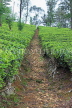 SRI LANKA, Pussellawa, tea plantation (estate), tea bushes, SLK4206JPL