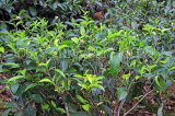 SRI LANKA, Pussellawa, tea plantation, tea bush close-up, SLK4203JPL
