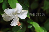 SRI LANKA, Pussellawa, white Hibiscus flower, SLK4442JPL