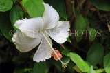 SRI LANKA, Pussellawa, white Hibiscus flower, SLK4443JPL