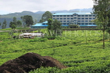 SRI LANKA, Ramboda, Bluefield Tea Gardens (factory), SLK4382JPL