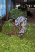 SRI LANKA, Ramboda, Bluefield Tea Gardens (factory), worker sorting tea leaves for processing, SLK4341JPL