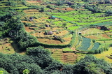 SRI LANKA, Ramboda, hillside scenery, terraced farmed land, SLK4378JPL
