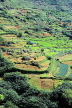 SRI LANKA, Ramboda, hillside scenery, terraced farmed land, SLK4379JPL
