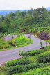SRI LANKA, Ramboda, near Nuwara Eliya, road winding through Tea Plantations, SLK4383JPL